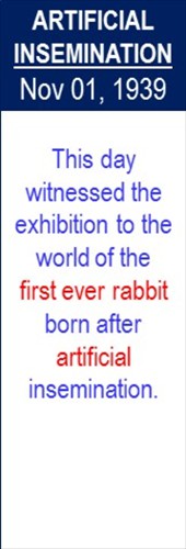 Artificial_Insemination_First_Rabbit_Nov-01